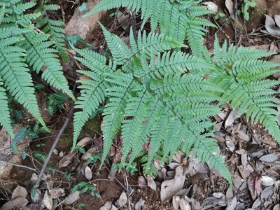 Dryopteris sacrosancta, photographed by harum.koh