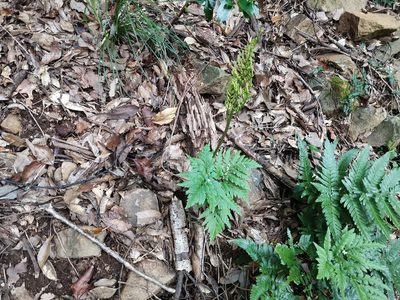 Sceptridium japonicum, photographed by harum.koh