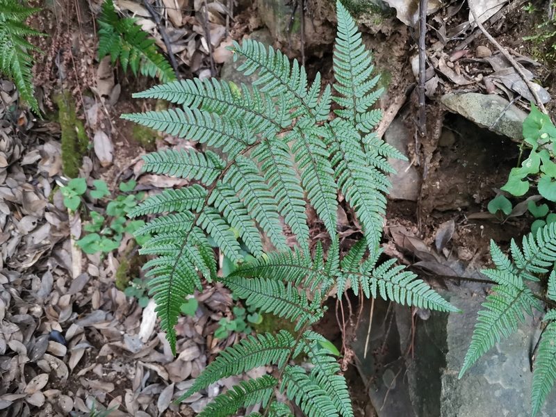 Dryopteris bissetiana, photographed by harum.koh