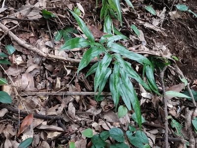 Coniogramme japonica, photographed by harum.koh