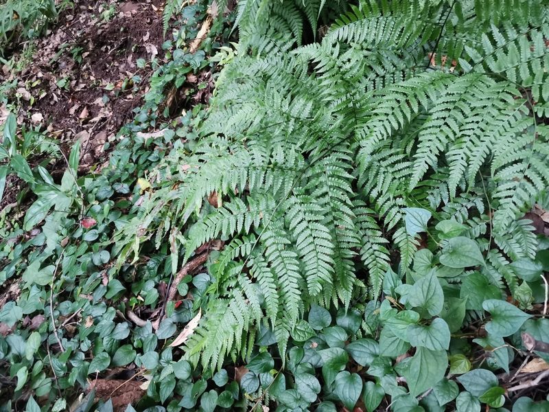Diplazium hachijoense, photographed by harum.koh