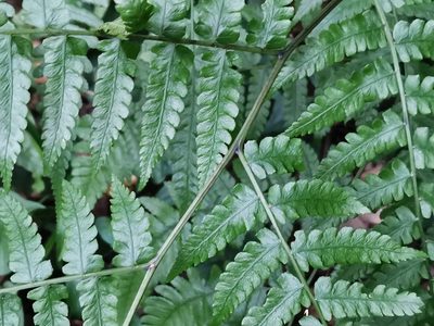 Diplazium hachijoense, photographed by harum.koh