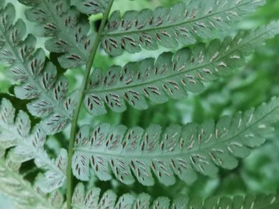 Diplazium hachijoense, photographed by harum.koh