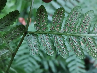 Diplazium hachijoense, photographed by harum.koh