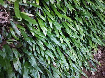 Deparia lancea, photographed by harum.koh