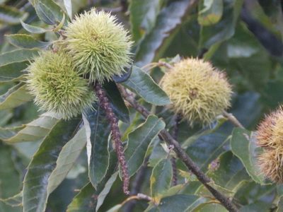 Castanea mollissima, photographed by Andrew Conboy
