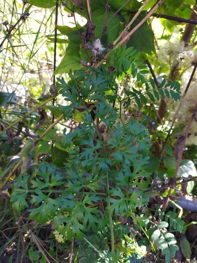 Peucedanum austriacum, photographed by carnifex