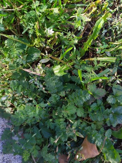 Erodium manescavi, photographed by carnifex