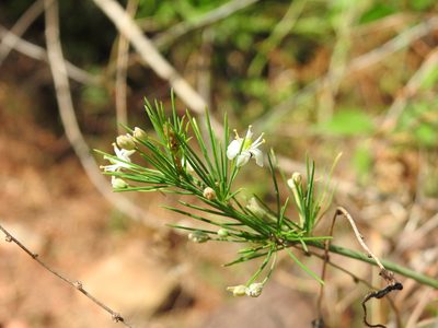 Asparagus laricinus, photographed by Matthew Fainman