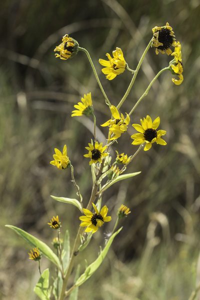 Helianthus paradoxus, photographed by Craig Martin