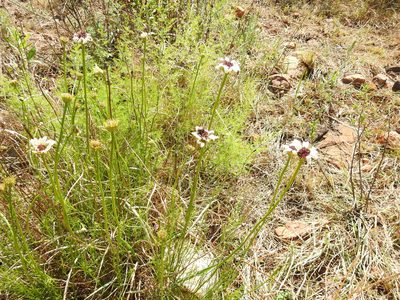 Callilepis leptophylla, photographed by Matthew Fainman
