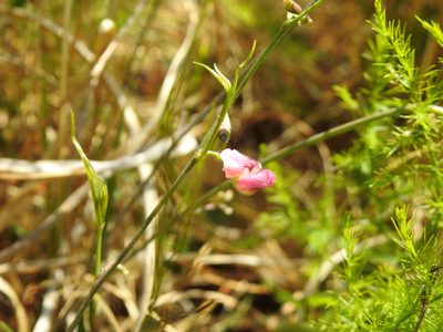 Vigna vexillata, photographed by Matthew Fainman