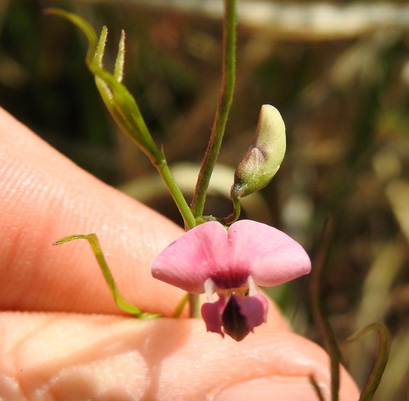 Vigna vexillata, photographed by Matthew Fainman