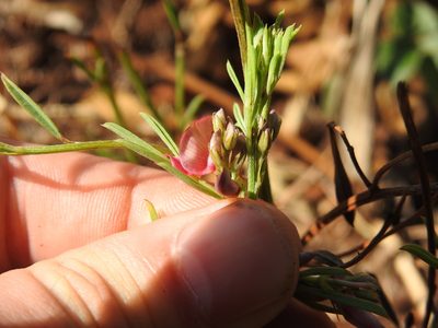 Indigofera hilaris, photographed by Matthew Fainman