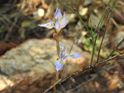 Moraea stricta, photographed by Matthew Fainman