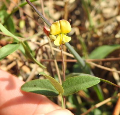 Rhynchosia totta, photographed by Matthew Fainman