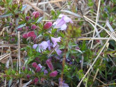 Graderia subintegra, photographed by Matthew Fainman