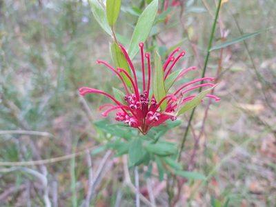 Grevillea speciosa, photographed by Tim