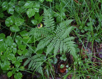 Athyrium spinulosum, photographed by Oleg Kosterin