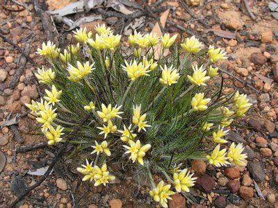 Conostylis setigera, photographed by desertnaturalist