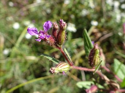 Cuphea viscosissima, photographed by Thomas Koffel