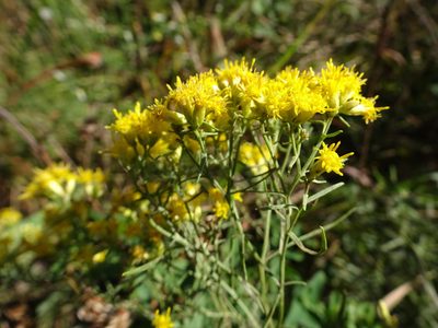 Euthamia gymnospermoides, photographed by Thomas Koffel