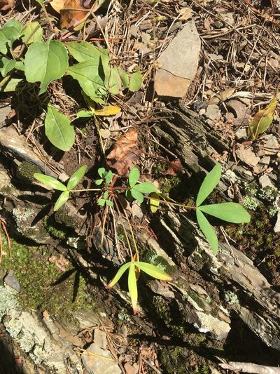 Trifolium virginicum, photographed by Bonnie Isaac