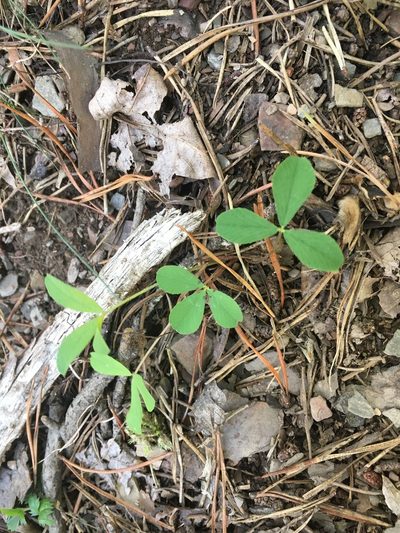 Trifolium virginicum, photographed by Bonnie Isaac