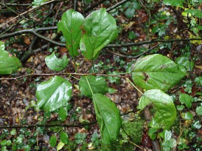 Malus sylvestris, photographed by Daniel Cahen