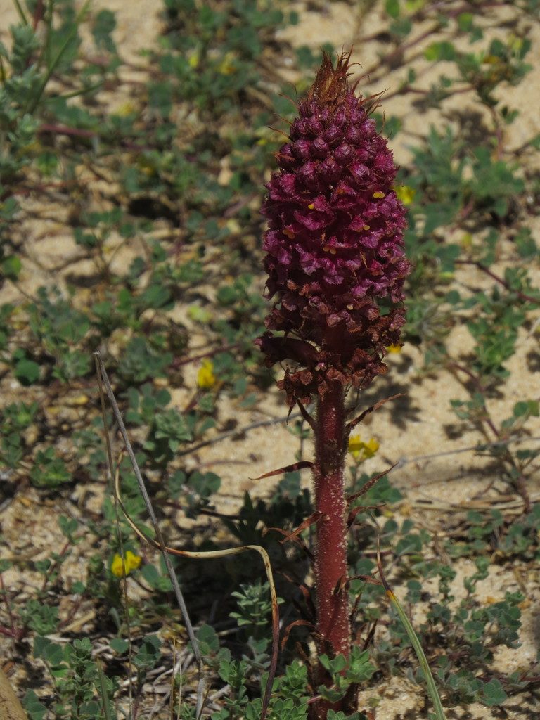 Orobanche densiflora, photographed by Yves Bas