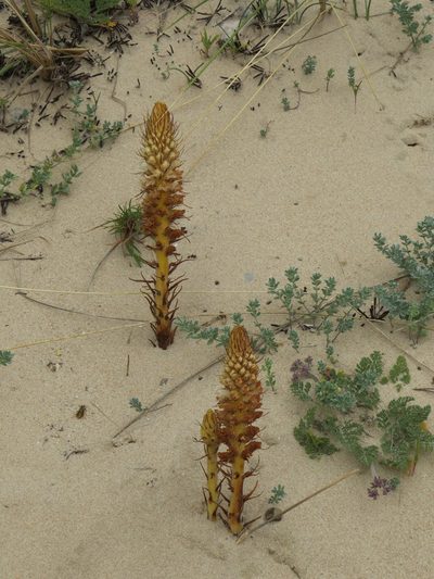 Orobanche densiflora, photographed by Yves Bas