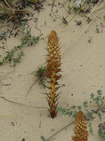 Orobanche densiflora, photographed by Yves Bas