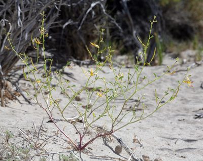 Cleomella sparsifolia, photographed by Steve Matson