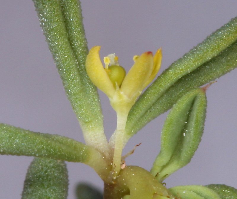 Cleomella brevipes, photographed by Steve Matson