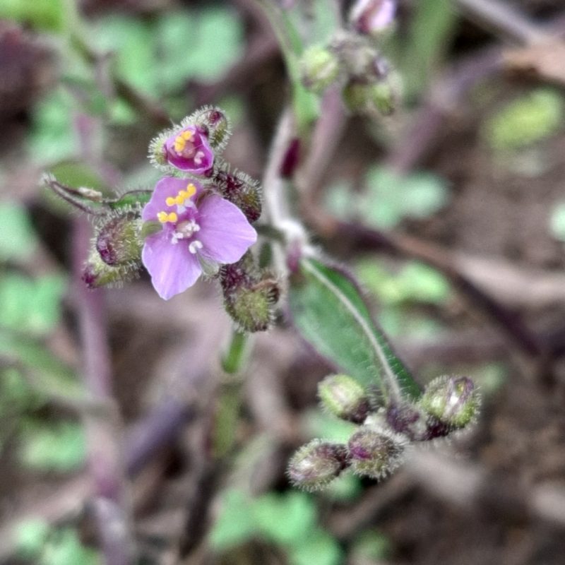 Tripogandra purpurascens, photographed by Arthur de Jesús Chavarría Pérez