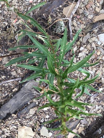 Oenothera argillicola, photographed by Bonnie Isaac