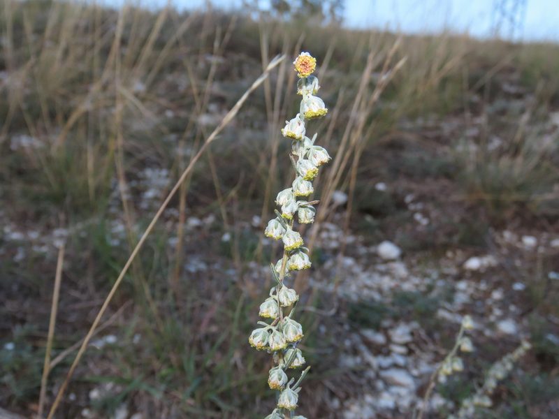 Artemisia alba, photographed by Emanuele Santarelli