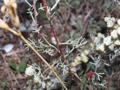 Artemisia alba, photographed by Emanuele Santarelli