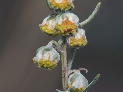 Artemisia alba, photographed by Emanuele Santarelli