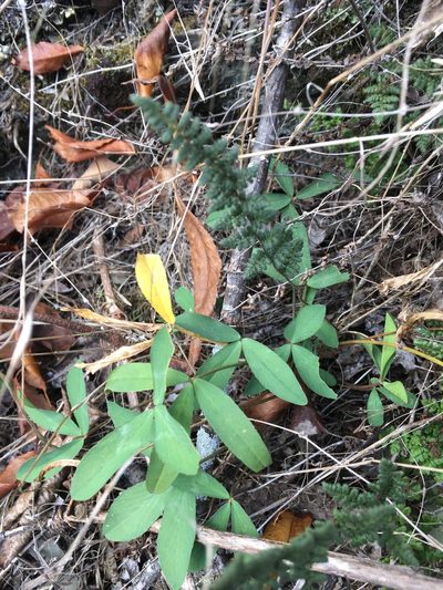 Trifolium virginicum, photographed by Bonnie Isaac