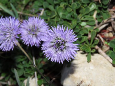 Globularia meridionalis, photographed by Emanuele Santarelli