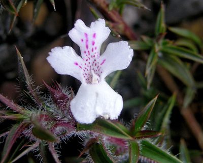 Hemiandra pungens, photographed by desertnaturalist