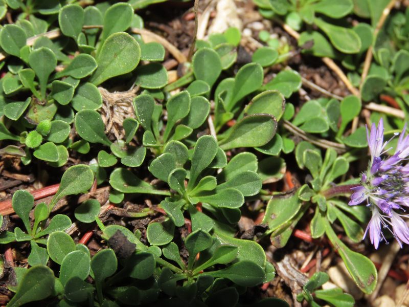 Globularia meridionalis, photographed by Emanuele Santarelli