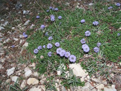 Globularia meridionalis, photographed by Emanuele Santarelli
