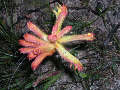 Anigozanthos humilis, photographed by desertnaturalist