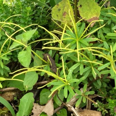 Peperomia galioides, photographed by Arthur de Jesús Chavarría Pérez