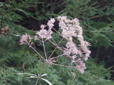 Eutrochium fistulosum, photographed by Andrew Conboy