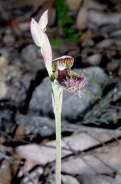 Calochilus uliginosus, photographed by desertnaturalist