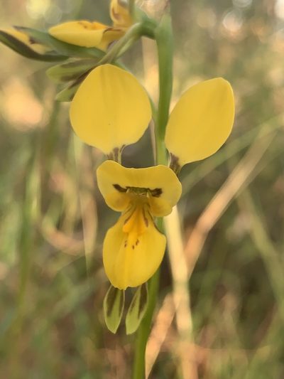 Diuris aurea, photographed by Lukas Clews