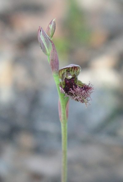 Calochilus uliginosus, photographed by desertnaturalist